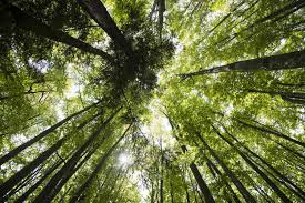 Deep ecology by Thich Nhat Kanh